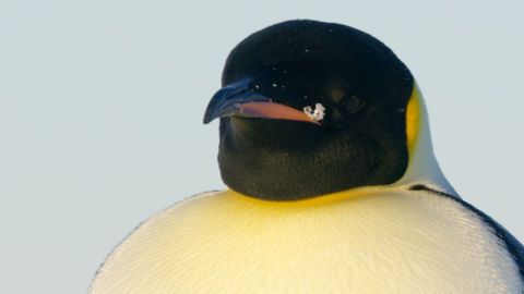 A close up photograph of an emperor's penguin's white, black and yellow face.