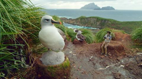 An adult albatross and chick sitting on the raised nest looking out to a rough sea. A small Andy is in the background taking a photo.