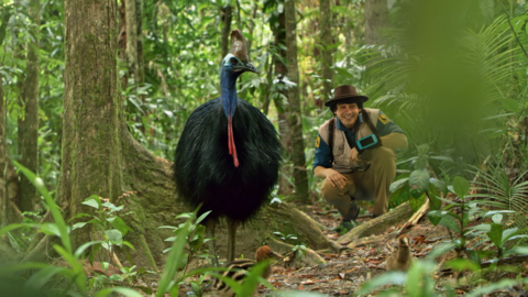 A large cassowary in the jungle surrounded by its chicks, with Andy crouching behind it, looking pleased.