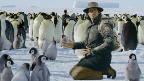 Andy finds some cute baby penguin chicks