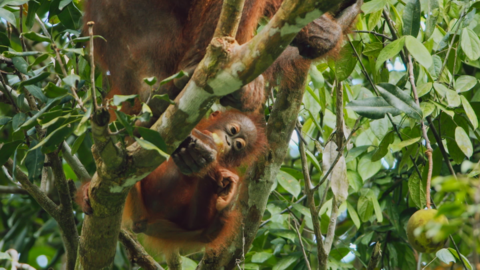 A young orangutan hanging from a branch looking at fruit.