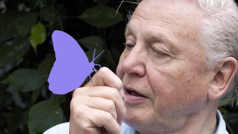 David Attenborough and a butterfly.