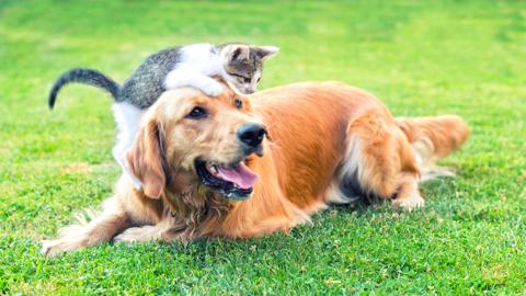 Dog and kitten. Five things to think about before getting a family pet.