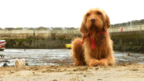 Salty lay on the beach