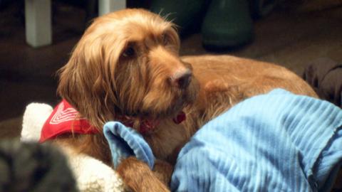 Salty lay in her bed with her blankie