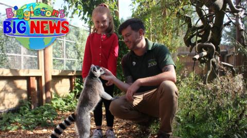 Abbie is standing in a zoo next to zookeeper Scott, who is feeding a lemur.