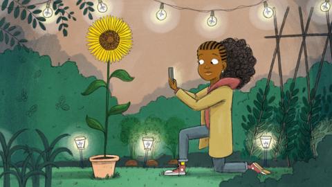 Enna Gee is at her Dad's allotment and is taking a photo of the sunflower she is growing.