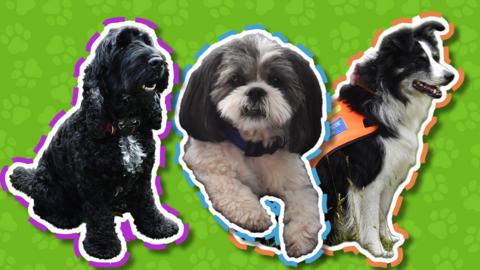 Green paw background with three dogs images cut out like a sticker.