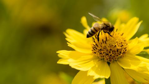 Bee on flower