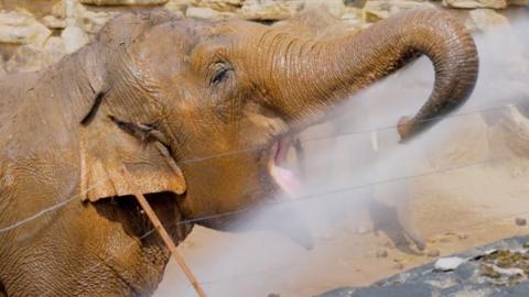 A large elephant with it's trunk stretch drinking water that is being sprayed at it.