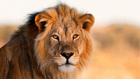 Learn about the Lion with Go Wild on CBeebies