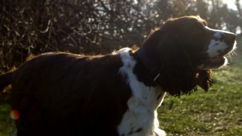 Springer Spaniel