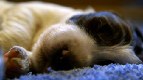 puppy