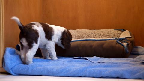 puppy