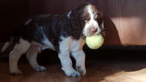 puppy