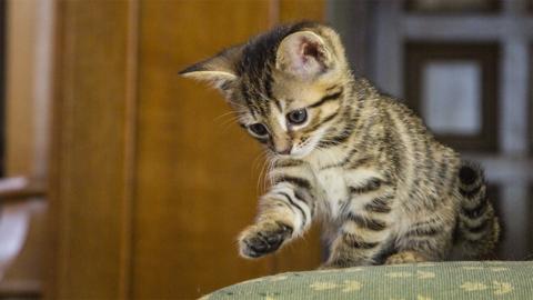 Kitten on the sofa