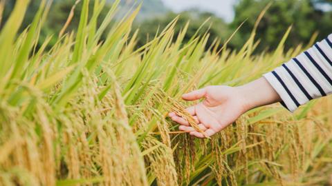 A hand reaching out to a field of corn.