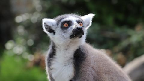 Fact File: Ring-tailed lemur