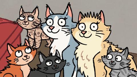 Click to watch Nick Cope's song about a family of cats.