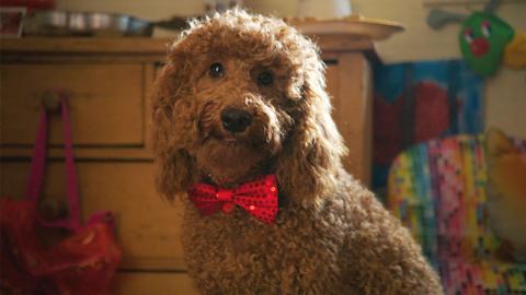 Waffle the Wonder Dog with a red bow tie on a red background.