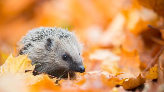 Autumn Animals - Cbeebies