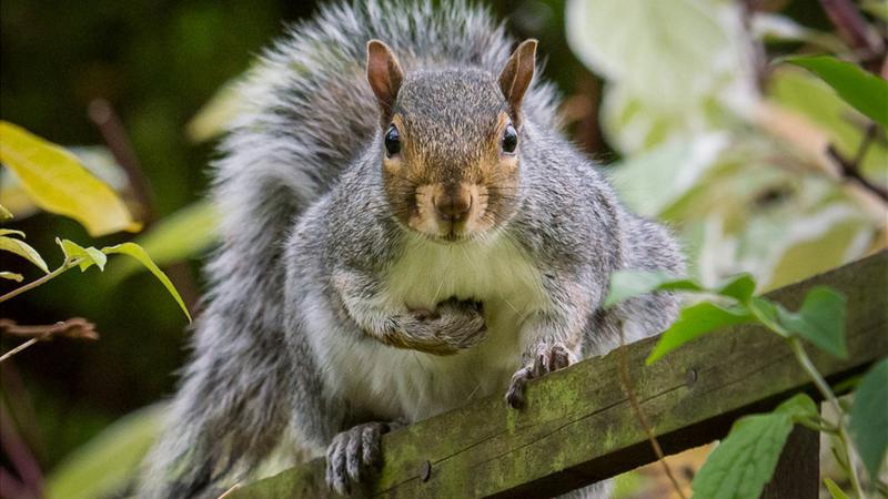 Wildlife on your doorstep - CBBC