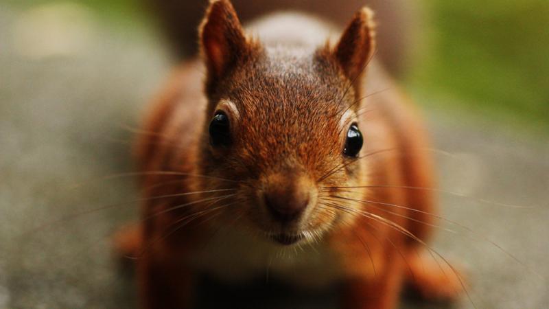 Ten Secret Red Squirrel Spots - CBBC