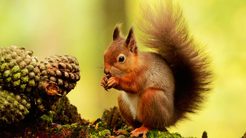 Ten secret red squirrel spots - CBBC