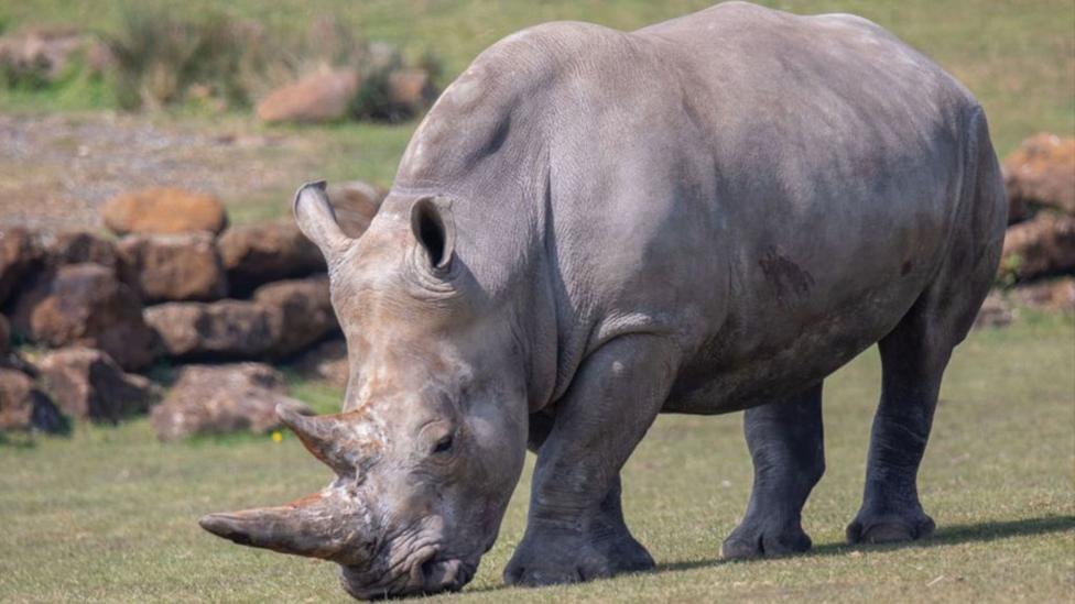 close-up-rhino.