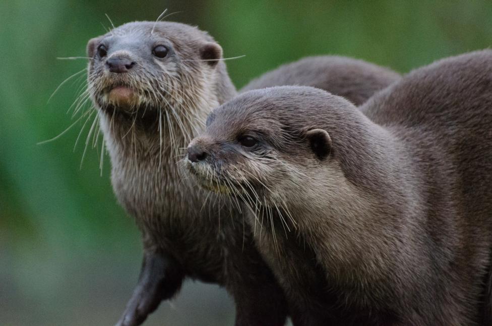 London Wetland Centre (WWT) - CBBC