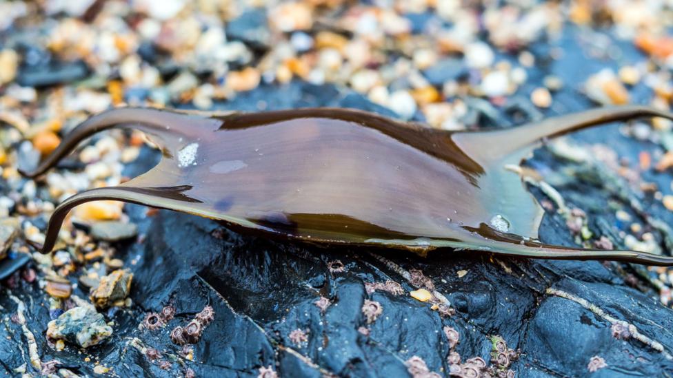 A shark egg on a beach.