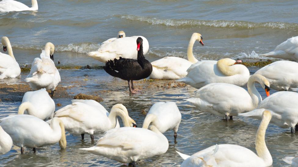 one black swan among many white