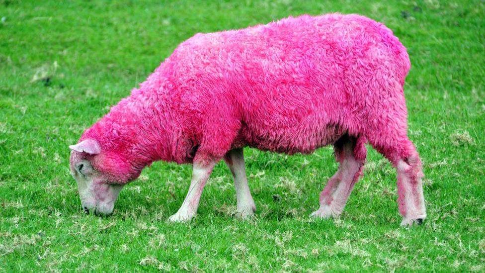 pink sheep