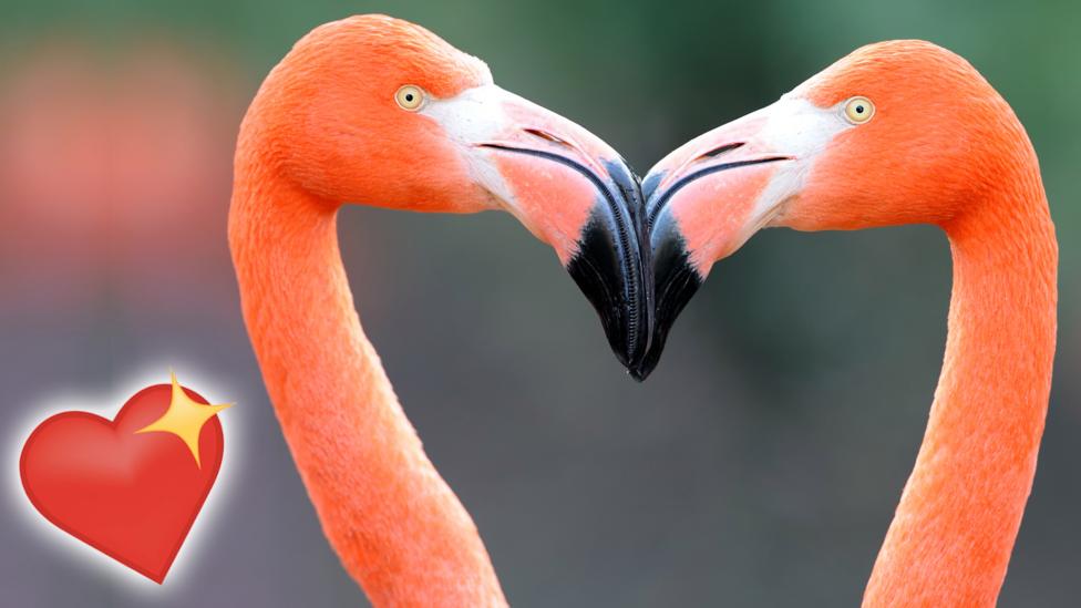 A pair of flamingos forming a heart shape with their necks and heads.