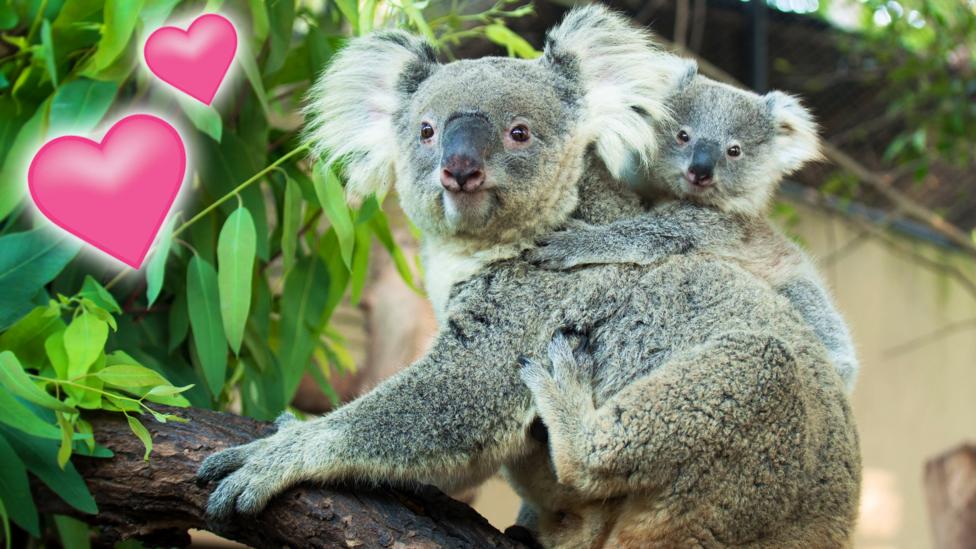 A baby koala sitting on its mother's back.