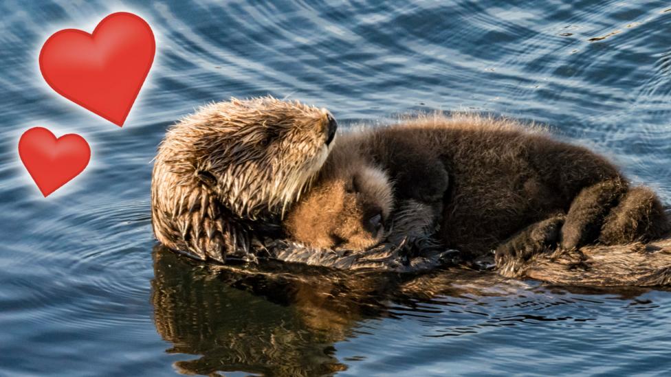 A sea otter mother cuddling her pup.