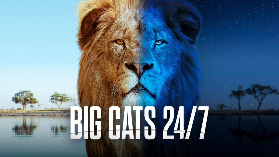 Big Cats 24/7 logo, it is a male lion with a large mane, half in daylight half at night.