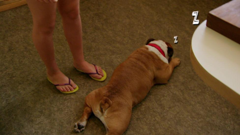 Sleeping Rumpole