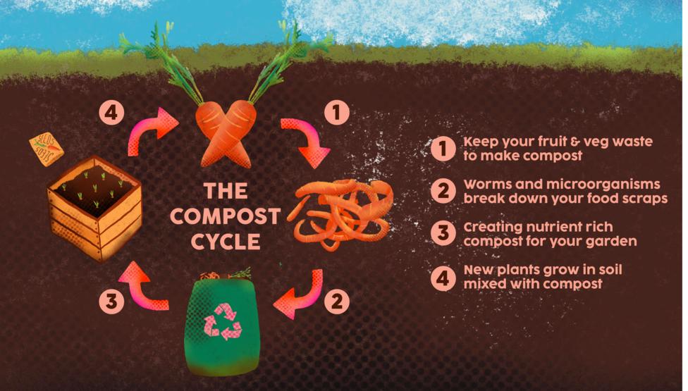 Compost cycle on an earthy background with grass, including two carrots crossed with an arrow point down to carrot peel with an arrow below pointing to a compost bin with the recycling symbol and carrot peel on top then an arrow point up to a vegetable planter with the tops of carrots showing with an arrow point back to the carrots crossed.