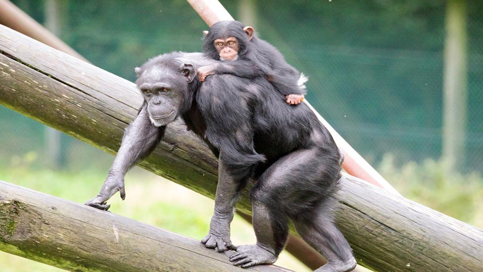 Monkeys Cherri and Thelma wandering through their enclosure