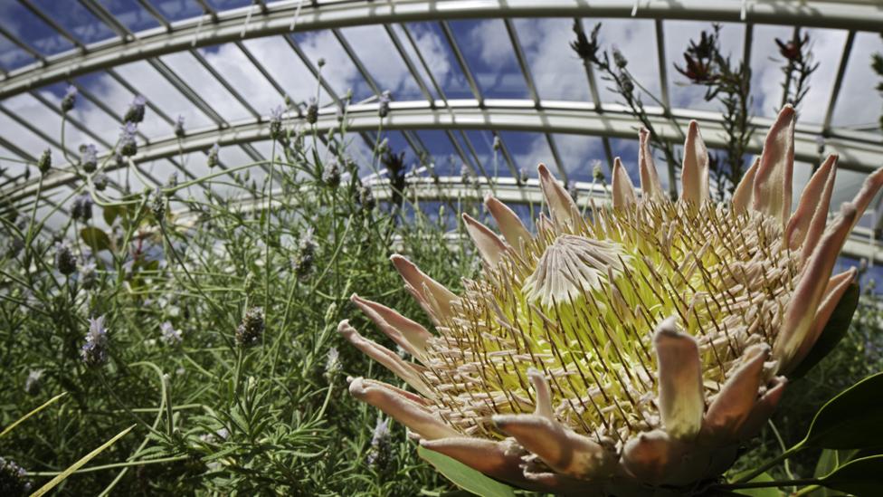 Flower blooming inside a greenhouse