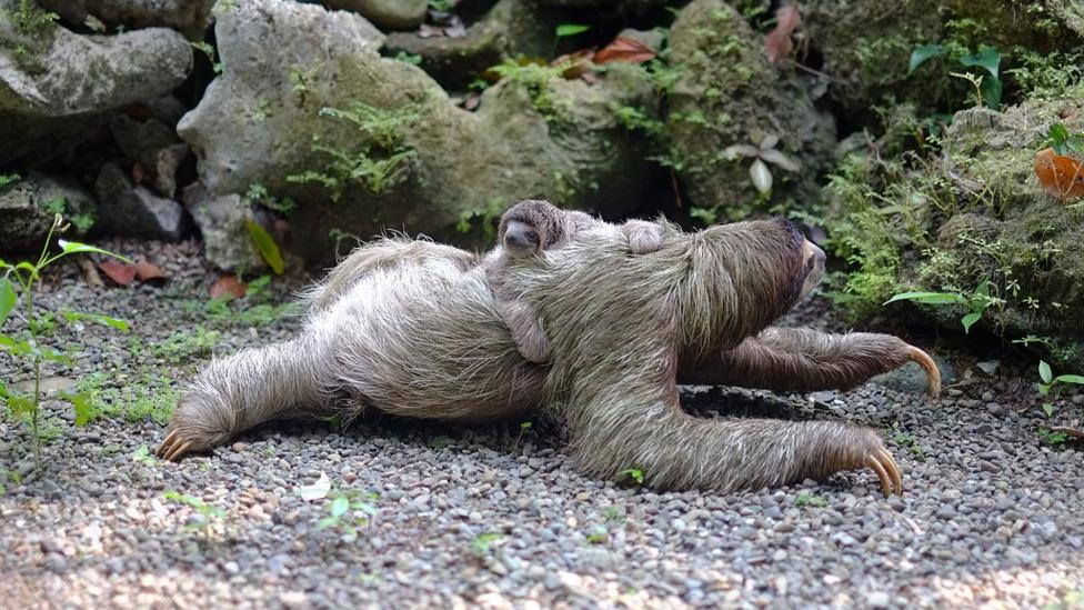 Two Sloths.