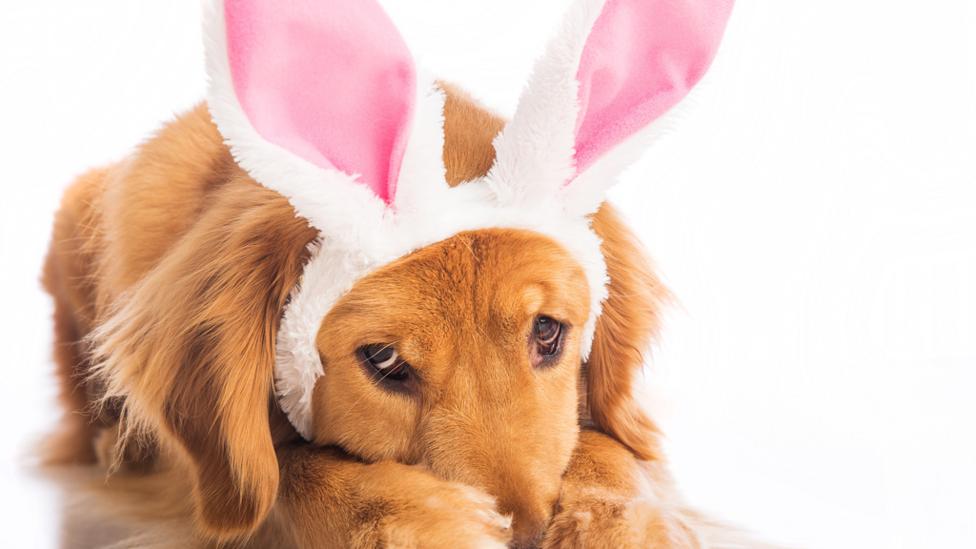 dog wearing bunny ears