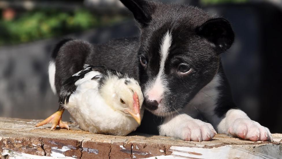 a dog and a bird