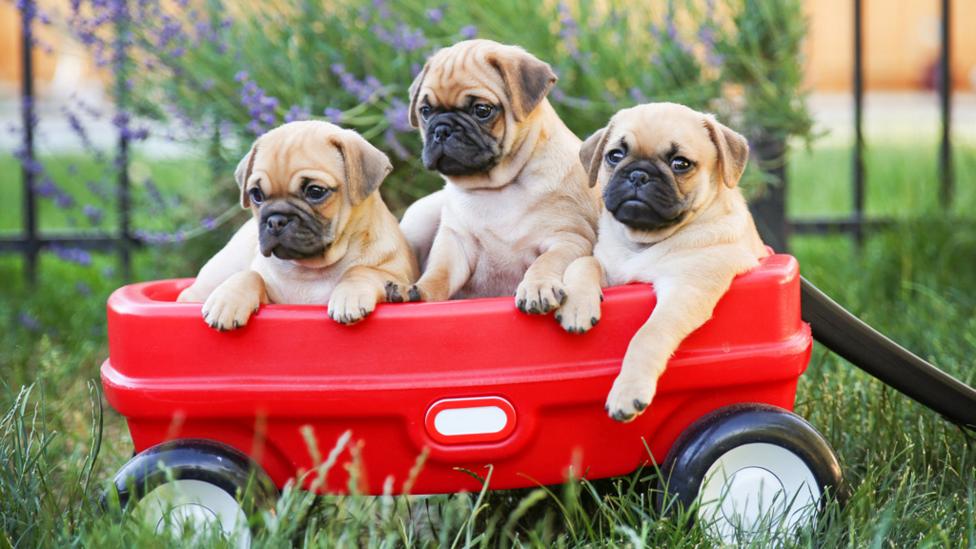 puppies in a trailer