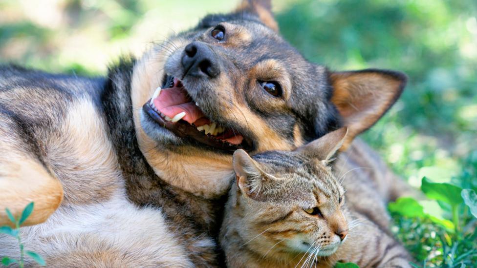 Dog and a cat sitting together