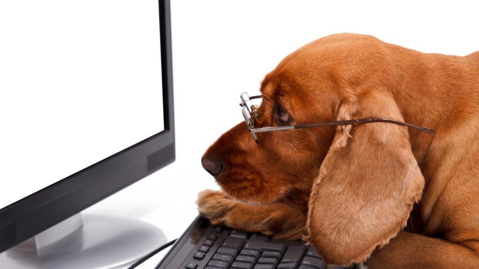 dog at a computer