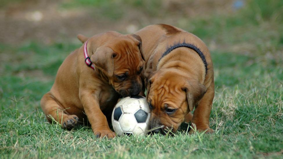 Two puppies playing with a football