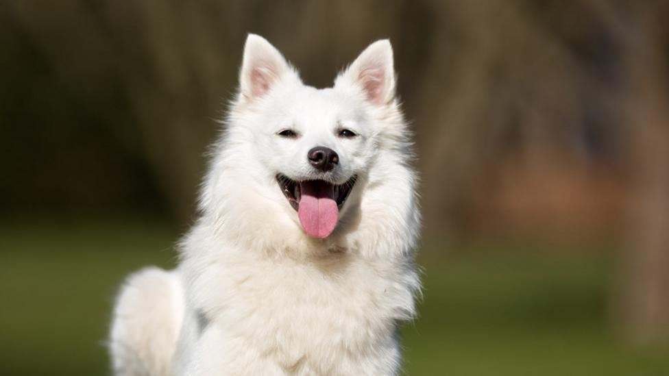 A smiley white dog