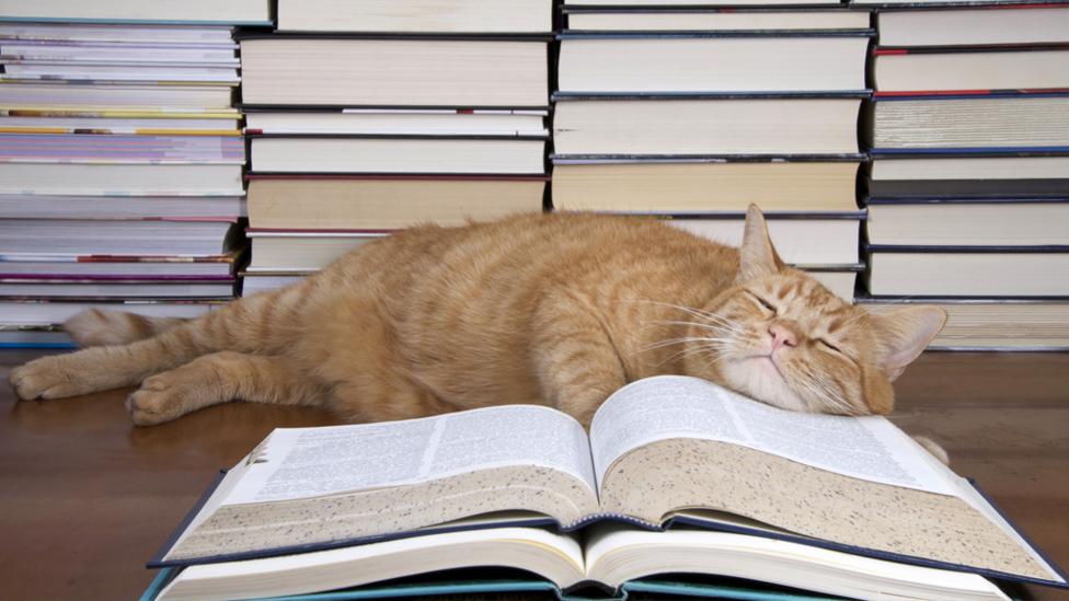 Cat sleeping on books